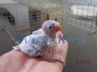 /album/galeria-de-fotos-o-nosso-plantel/rn-albino-bebe-jpg/